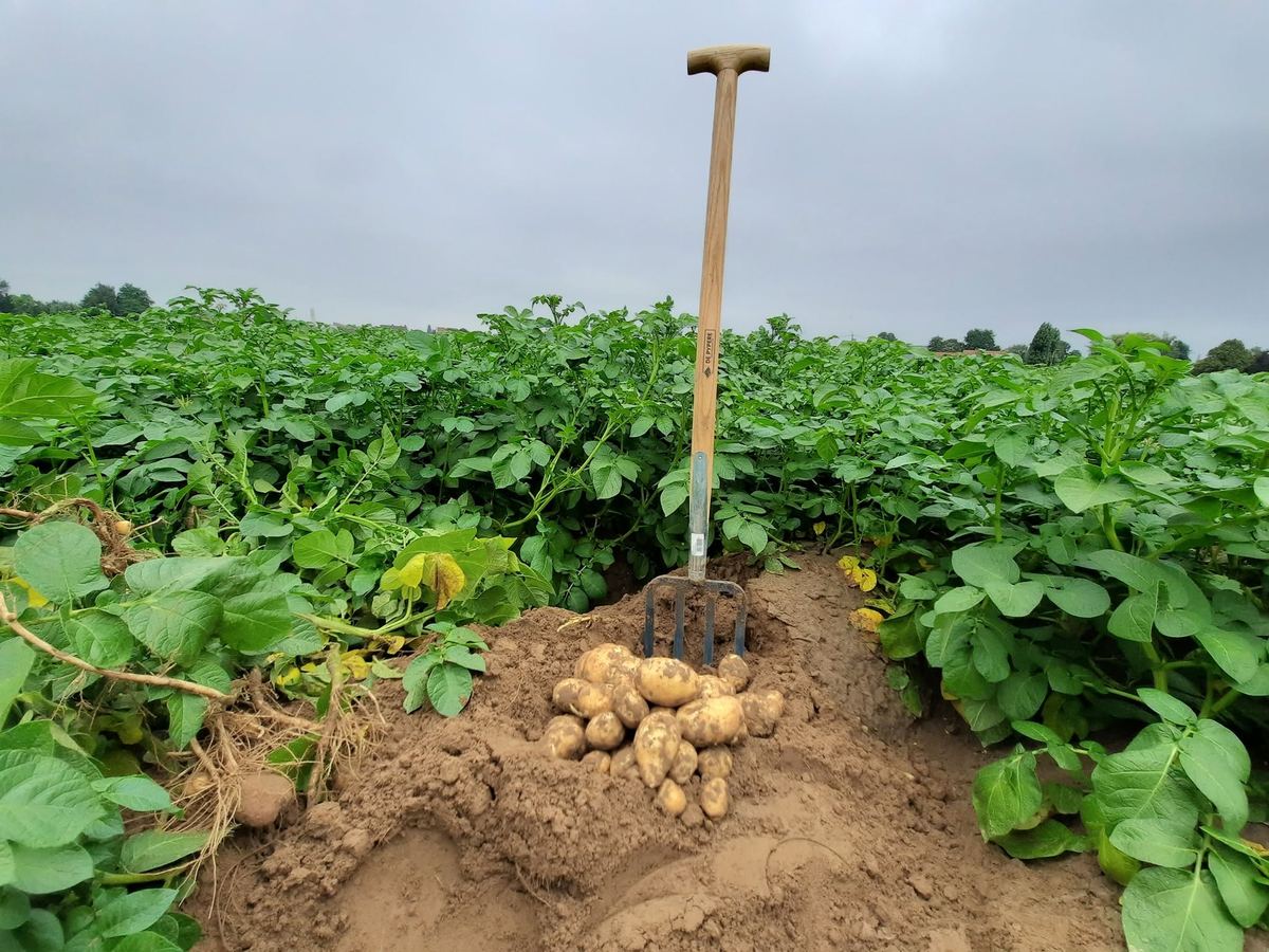 Spitvork in de aardappelrug met een hoopje pas uitgegraven aardappelen ervoor, in een groen loofveld