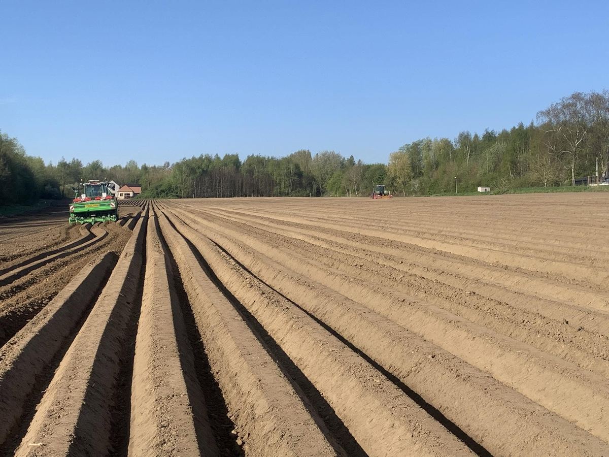 Aardappelveld met rechte ruggen onder een blauwe lucht, met een tractor in de verte