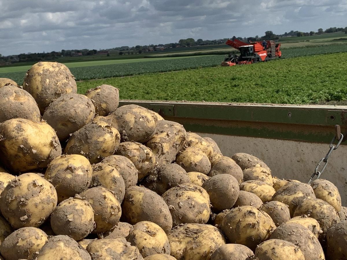 Pas gerooide aardappelen in een aanhangwagen, met op de achtergrond een groen veld en een rooimachine