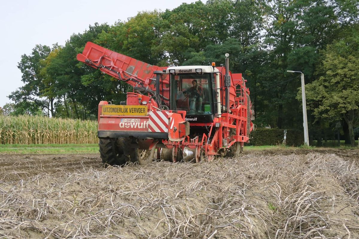 Rode aardappelrooier aan het werk op een geoogst perceel
