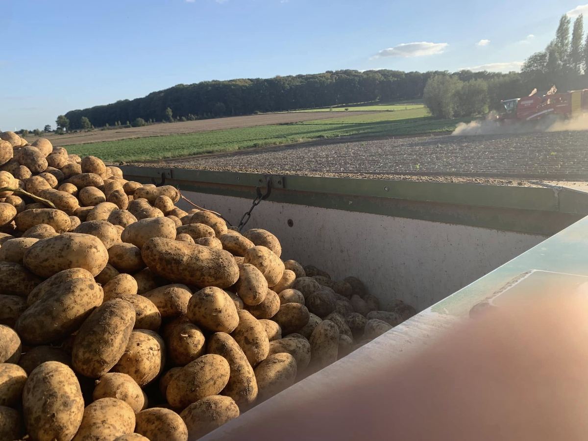 Volle aanhangwagen met aardappelen tijdens de oogst, met de rooier op de achtergrond